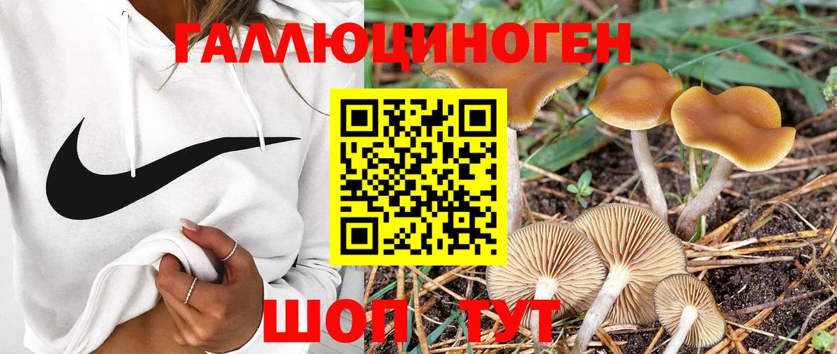 цены   Вход с VPN  Асино  Псилоцибиновые грибы Psilocybine cubensis 